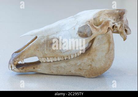 Lato sinistro del cavallo cranio (Equus caballus) con mandibola inferiore e superiore Foto Stock