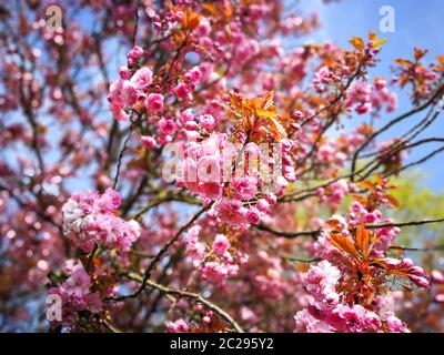 Denso fiore di ciliegio rosa sui rami di un albero in primavera con un cielo blu di fondo Foto Stock