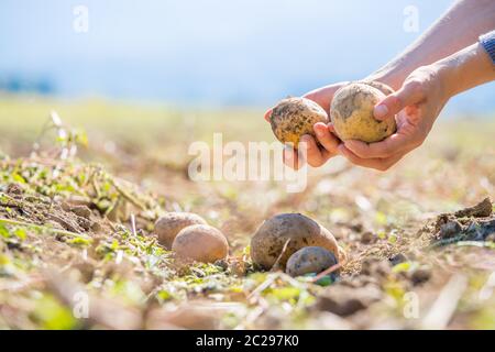 Agricoltore detiene Patate fresche nelle sue mani. Harvest, organico cibo vegetariano. Foto Stock