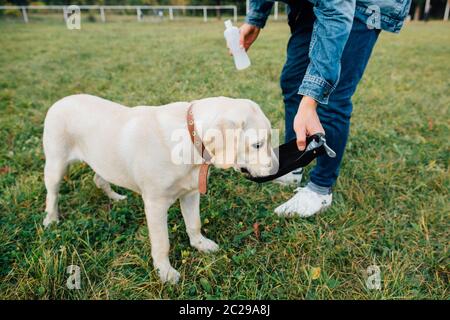 Cane labrador bevande acqua da bevitori Foto Stock