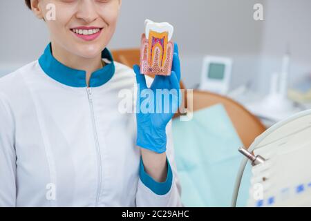 Un dentista femminile allegro che indossa guanti medici in gomma e uniforme sorridente, tenendo modello dente. Buon dentista professionista che posa wi Foto Stock