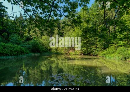 Paesaggio forestale lungo la Neckarsteig a lunga distanza sentiero escursionistico in Germania Foto Stock