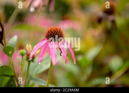 Coneflower Foto Stock