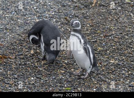 Pinguini magellanici su un'isola nel canale di Beagle, Ushuaia, Argentina Foto Stock