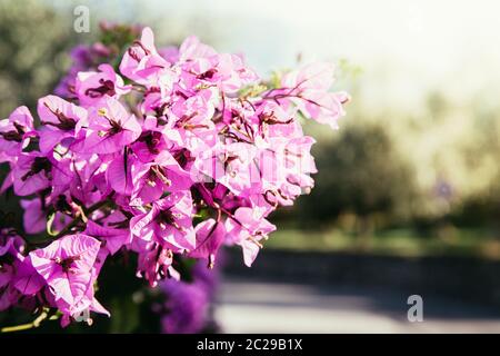 Bellissimi fiori rosa nel cortile, bokeh sfondo e sole serale Foto Stock