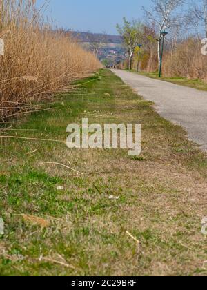 Un percorso attraverso la cintura di canna al Lago Neusiedl Foto Stock