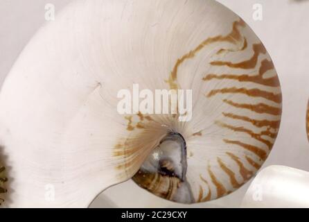 Le gemme, conchiglie e pietre semi-preziose con bellissimi colori Foto Stock