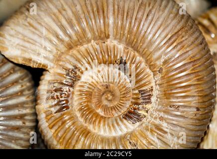 Le gemme, conchiglie e pietre semi-preziose con bellissimi colori Foto Stock