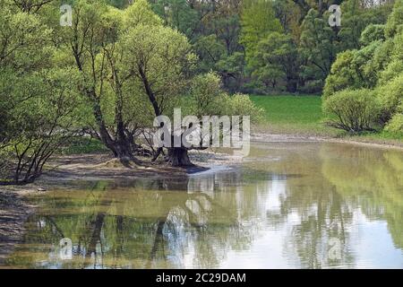 Acque antiche nella regione del Reno vicino a Rastatt Foto Stock