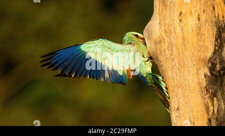 Rullo di europea, Coracias garrulus, alimentazione di pulcini nel nido nascosto nella cavità della struttura cava in estate. Wild blue bird atterraggio con alette divaricate. Foto Stock