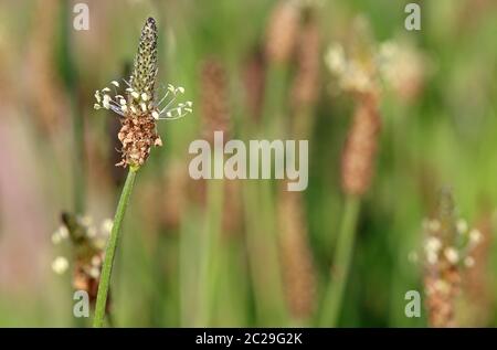 Spitzwegerich Plantago lanceolata Foto Stock