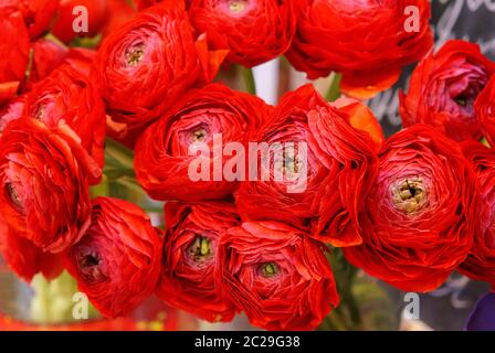 Rosa pony bolle misty. Fiori di bouquet di rose rosse in vaso di vetro Foto Stock