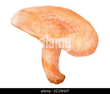 Lo zafferano cappuccio di latte o di pino rosso fungo (Lactarius deliciosus corpo di frutta), isolata Foto Stock