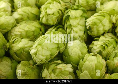 Close up full frame pattern di sfondo di fresco verde il luppolo, ingrediente per la birra o la medicina di erbe, ad alto angolo di visione Foto Stock