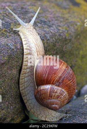 Lumaca del vigneto Helix pomatia in un tour di arrampicata Foto Stock