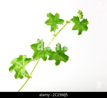 Foglia di geranio Pelargonio isolata su sfondo bianco Foto Stock