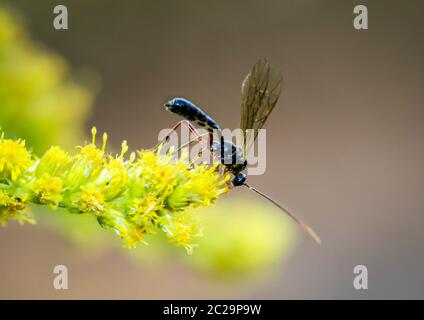 un'ape, vespa, insetto su un fiore, pianta Foto Stock