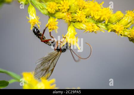 un'ape, vespa, insetto su un fiore, pianta Foto Stock