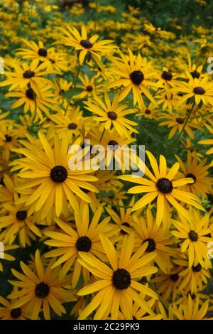 Comune di cappello per il sole Foto Stock