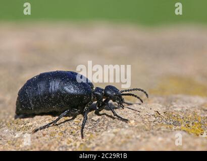 Blue Cornworm o viola olio Beetle o Meloe violaceus Foto Stock