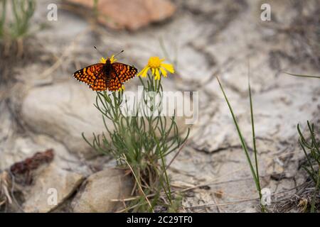 Farfalla dei Badlands in Alberta Canada Foto Stock