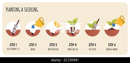 Passi in semina trapiantando. Piantina di giardinaggio. Illustrazione Vettoriale