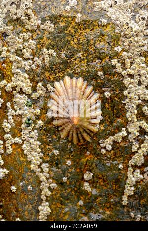 Cirripedi su una roccia nel mare Foto Stock