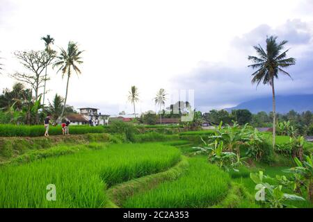 Paesaggio di risaie nella parte meridionale di Sukabumi, giava Occidentale, Indonesia Foto Stock