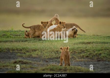 Il cucciolo si avvicina ad altri che circondano la leoness sull'erba Foto Stock