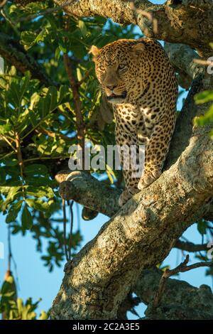 Leopardo si trova sul ramo in luce del sole Foto Stock