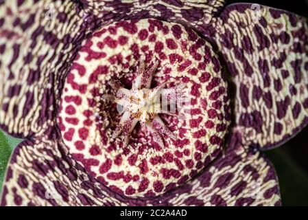 Primo piano del fiore della succulenza di Stapelia pulchello Foto Stock