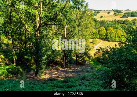 Giornata di sole al Winkworth Arboretum Park, Godalming, Surrey, Regno Unito Foto Stock