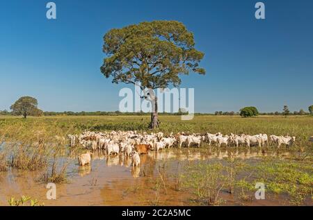 Il pascolo del bestiame nelle zone umide del Pantanal in Brasile Foto Stock