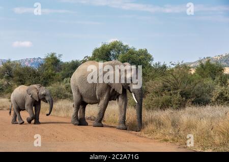 Femmina di elefante africano madre con bambino di strada di attraversamento in Pilanesberg Game Reserve. Sud Africa wildlife safari. Foto Stock