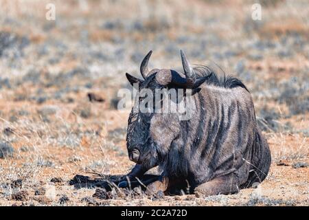 Wild Blue GNU GNU in appoggio nel Parco Nazionale di Pilanesberg, Sud Africa wildlife safari. Animale in natura habitat. Foto Stock