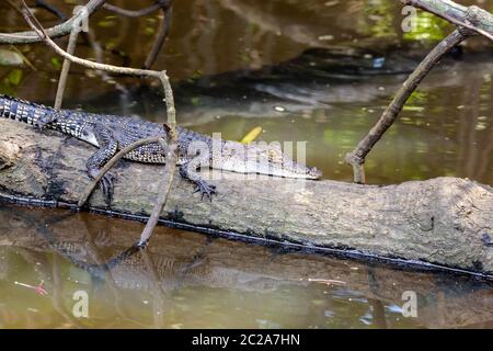 Crocodile ensoleillement stesso su un tronco di albero semi sommerso in acqua tranquilla in un vicino la vista laterale Foto Stock