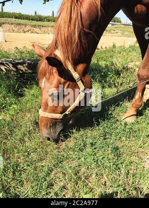 Horse sfiora in una radura.A cavalli domestici per il pascolo. Foto Stock