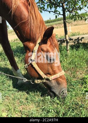 Horse sfiora in una radura.A cavalli domestici per il pascolo. Foto Stock