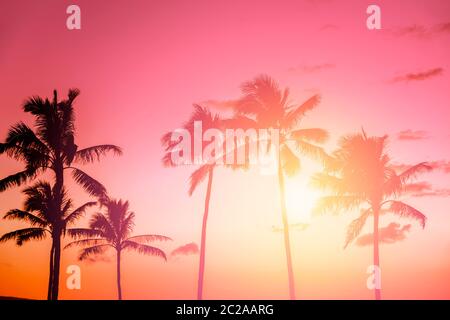 Tramonto tropicale con palme Foto Stock