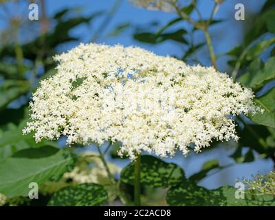 Elderflowers in prima estate in un primo piano Foto Stock