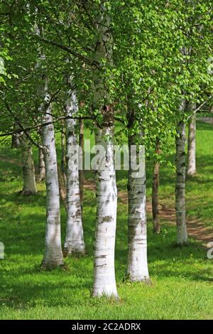 Alberi di betulla nel Liliental nella sedia imperiale Foto Stock