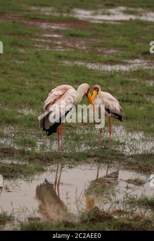 Due cicogne con fatturazione gialla si guardano l'una all'altra Foto Stock