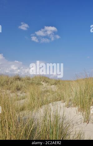 In the dunes of Julianadorp aan Zee, District Den Helder, Province North Holland, The Netherlands, West Europe Foto Stock