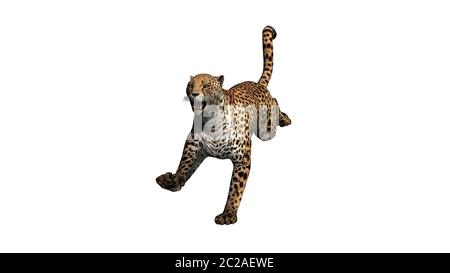 3D render digitale di un salto cheetah isolati su sfondo bianco Foto Stock