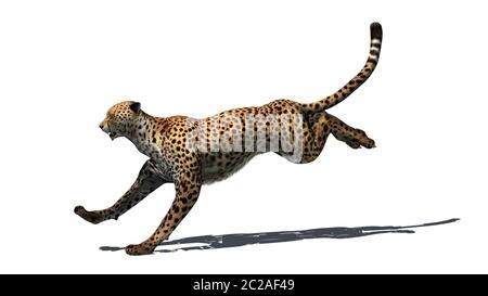 3D render digitale di un salto cheetah isolati su sfondo bianco Foto Stock