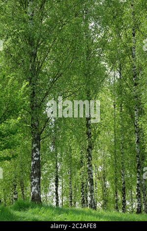 Legno di betulla nel Liliental nella sedia imperiale Foto Stock