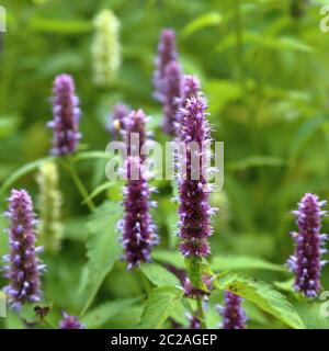 Finocchio viola. Bella fioritura perenne pianta erbacea Agastache Foeniculum Foto Stock