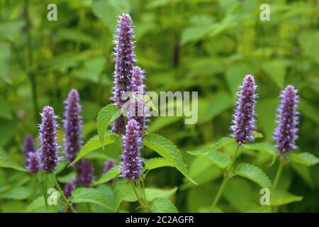 Finocchio viola. Bella fioritura perenne pianta erbacea Agastache Foeniculum Foto Stock
