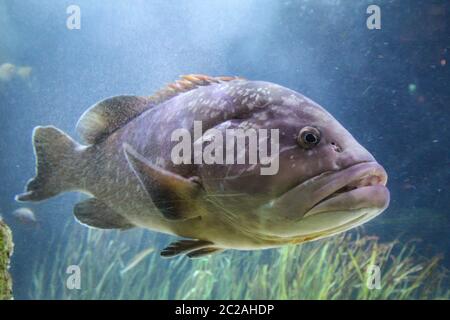 Un primo piano di un bel pesce grande nella barriera corallina Foto Stock