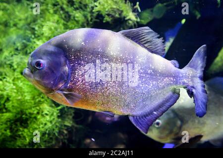 Primo piano di un piranha nel fiume Foto Stock